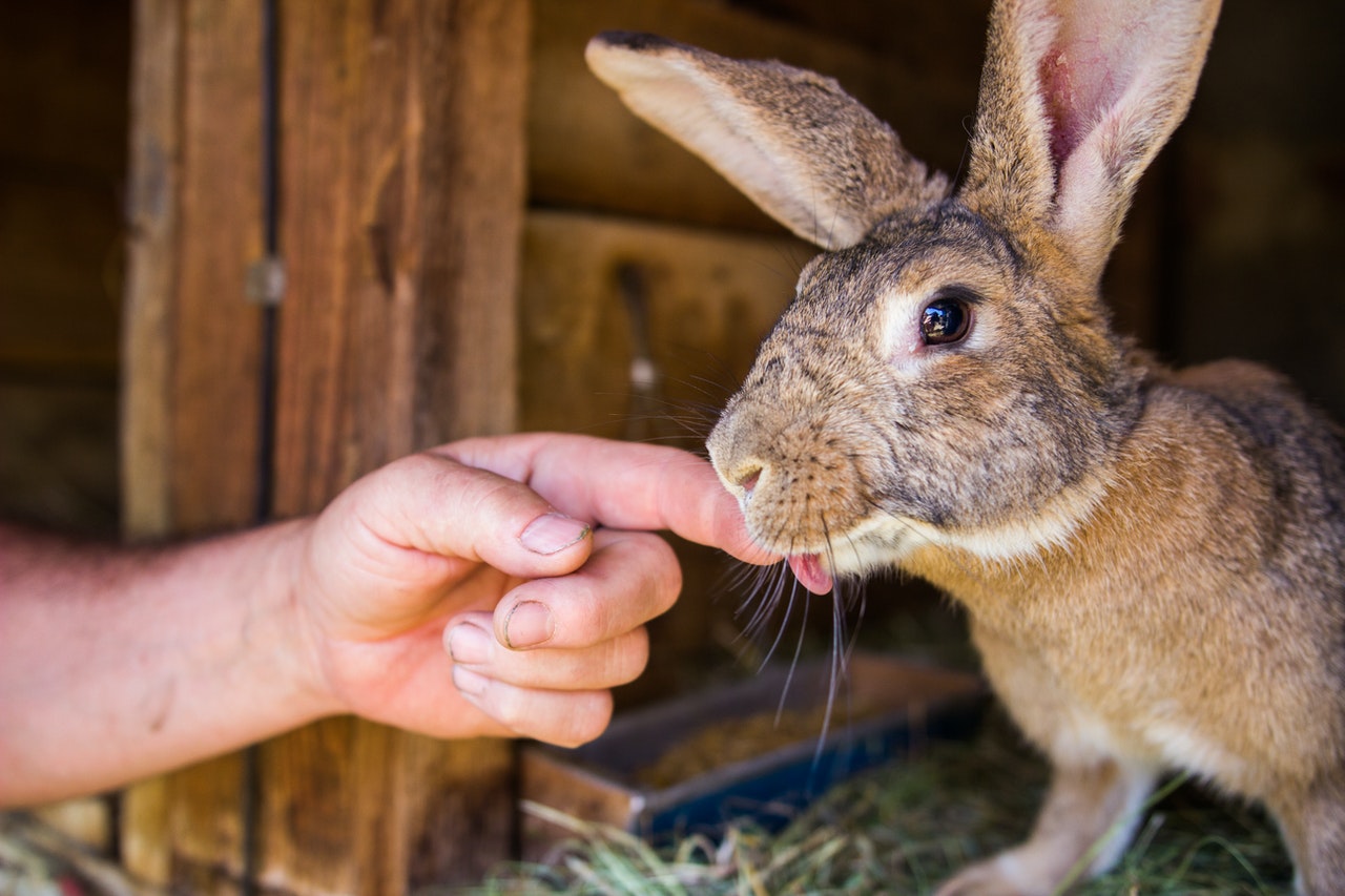 Mysomatoza jest chorobą śmiertelną dla królików, bardzo szybko się rozprzestrzenia i jest niezmiernie groźna.